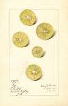Citrus aurantiifolia: Key