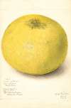Citrus grandis: 11668 Large