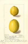 Citrus limon: Eureka