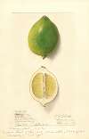 Citrus limon: Eureka
