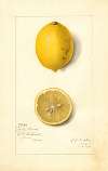 Citrus limon: Villa France