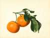 Citrus aurantium: Sour x 2/3