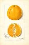 Citrus sinensis: True Eureka