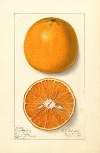Citrus sinensis: Lue Gim Gong