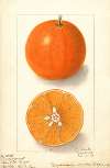 Citrus sinensis: Dugats Improved