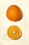 Citrus sinensis: Thompson Improved Navel