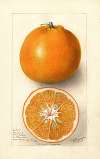 Citrus sinensis: Thornton No