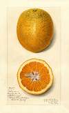 Citrus sinensis: Valencia