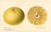 Citrus paradisi: Dorthy Seedless