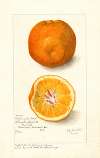 Citrus sinensis: Washington Navel
