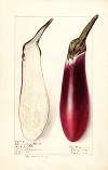 Solanum melongena: Chinese Eggplant