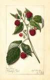 Rubus: Marlboro