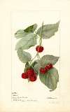 Rubus: Miller