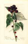 Rubus: Black Pearl
