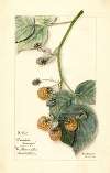 Rubus: Brinkles Orange