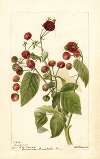 Rubus: Cardinal