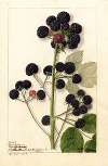 Rubus: Cumberland