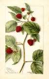 Rubus: Cuthbert