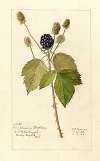 Rubus: Everblooming