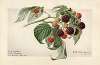 Rubus: Haymaker