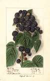 Rubus: Hoosier Black Cap