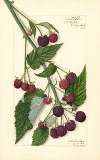 Rubus: Schaffer