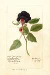 Rubus: Winfield