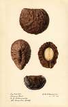 Caryocar nuciferum: Souari Nut