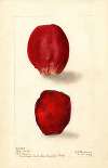 Opuntia: Rose Prickly Pear