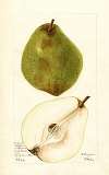 Pyrus communis: Kieffer Most Green