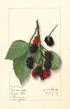 Rubus: Minnervaski