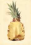 Ananas comosus: Pineapple