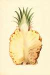 Ananas comosus: Pineapple