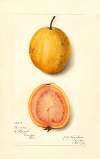 Psidium guajava: Guava