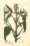 Juglans ailantifolia