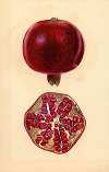 Punica granatum: Pomegranate