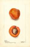 Prunus mume: Blenheim