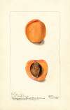 Prunus mume: Coles Hemskirk