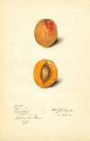 Prunus mume: Schologi