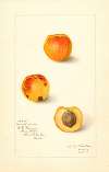 Prunus mume: Variety 9834