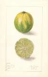 Citrus aurantiifolia: Persian Lime
