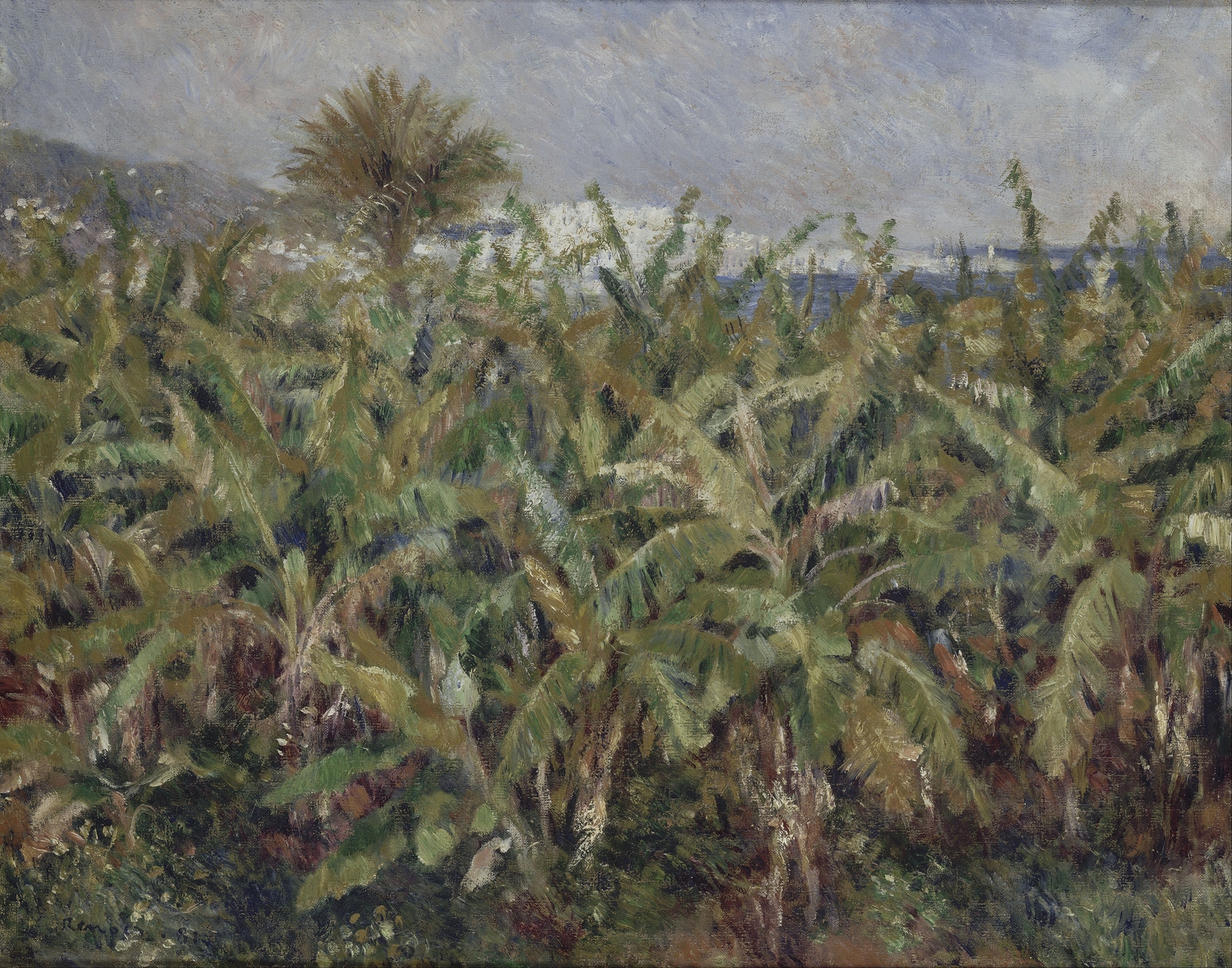 Field of Banana Trees (1881)
