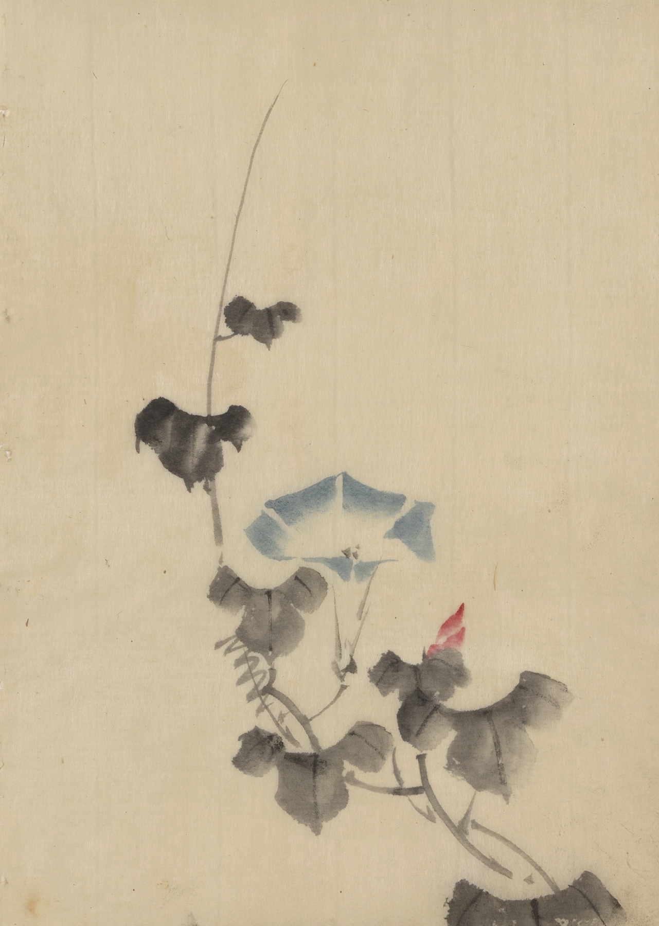 Blue blossom of morning glory on vine (1830-1850)