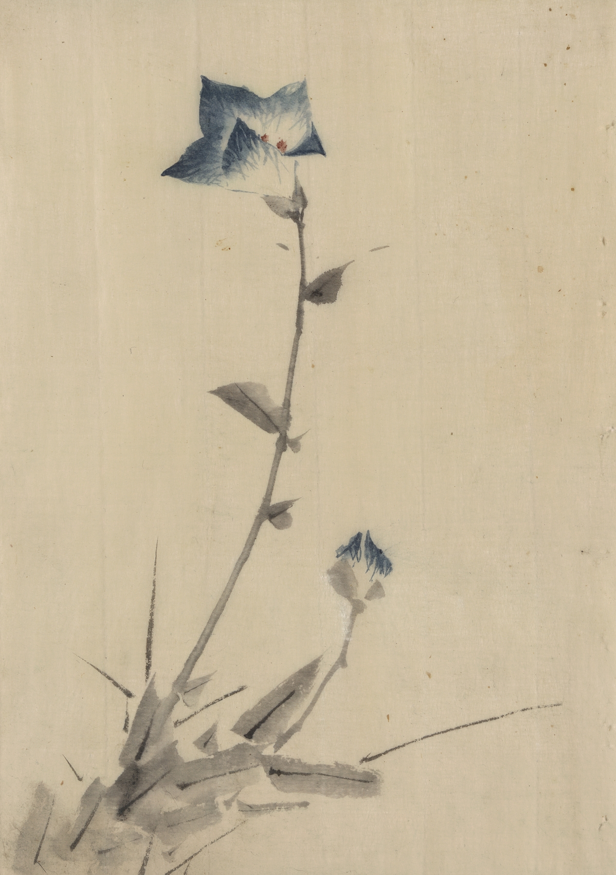 Blue flower blossom and bud at the end of a stalk (1830-1850)