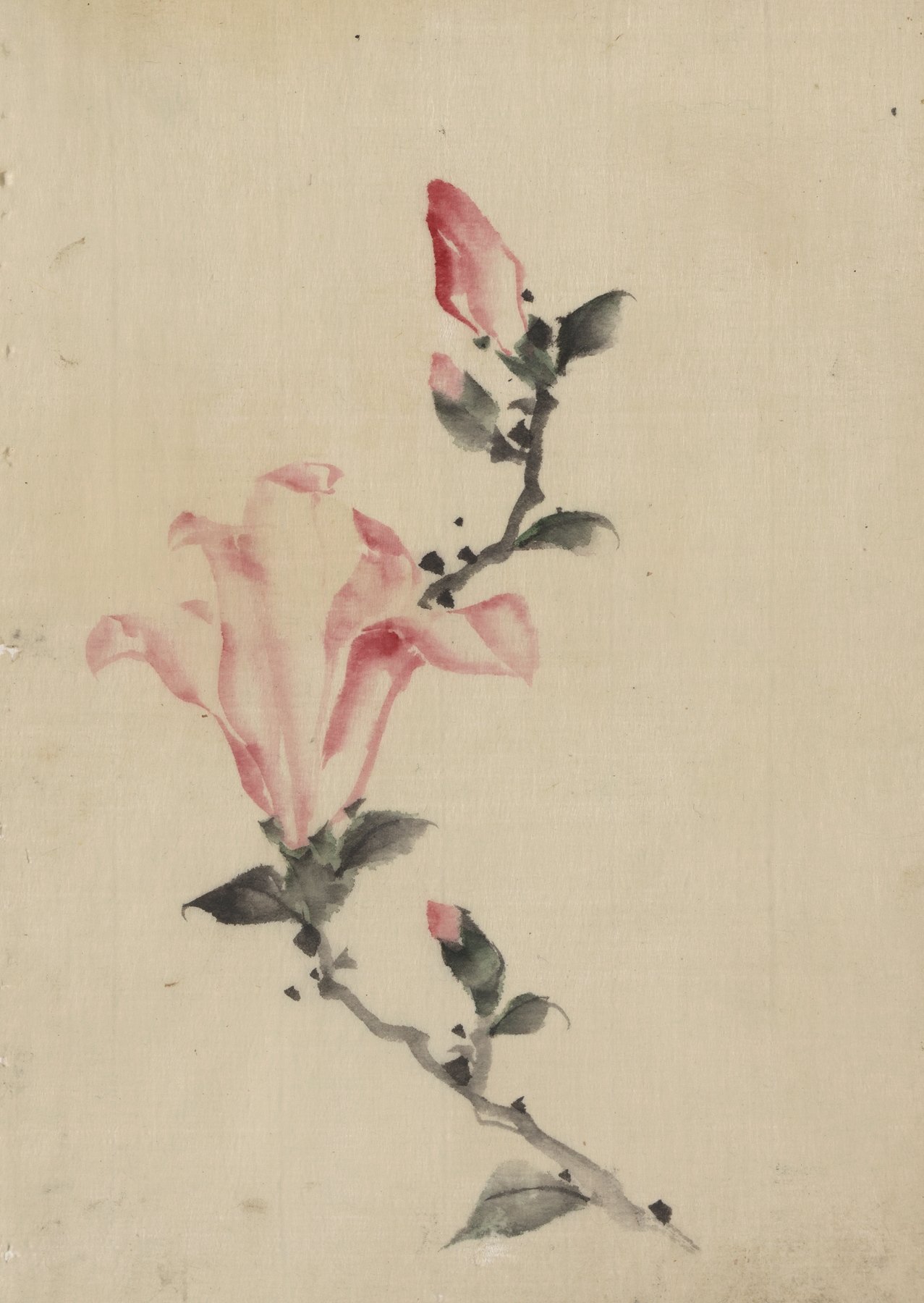 Large pink blossom on a stem with three additional buds (1830-1850)