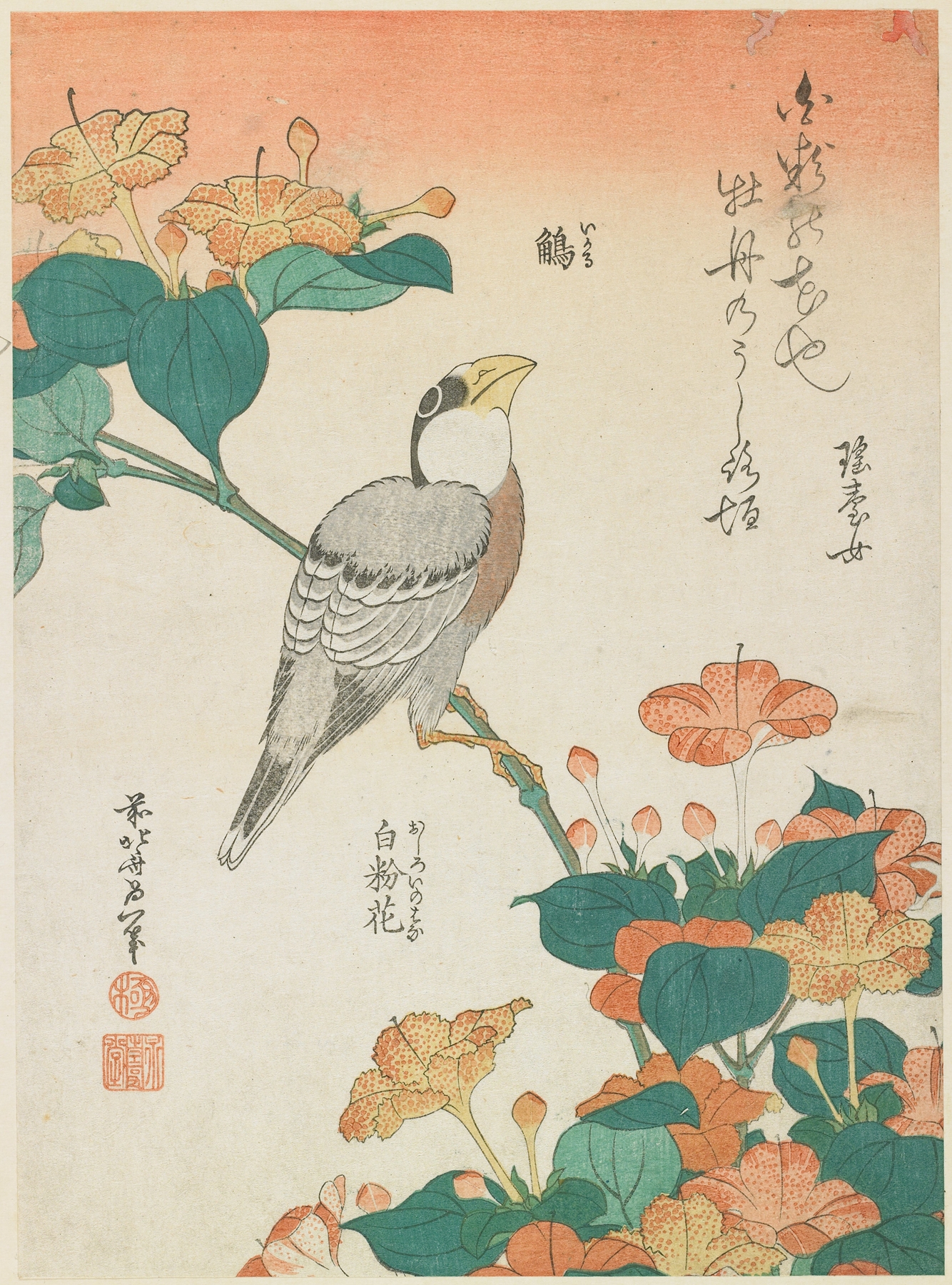 Hawfinch and Marvel-of-Peru (c. 1834)