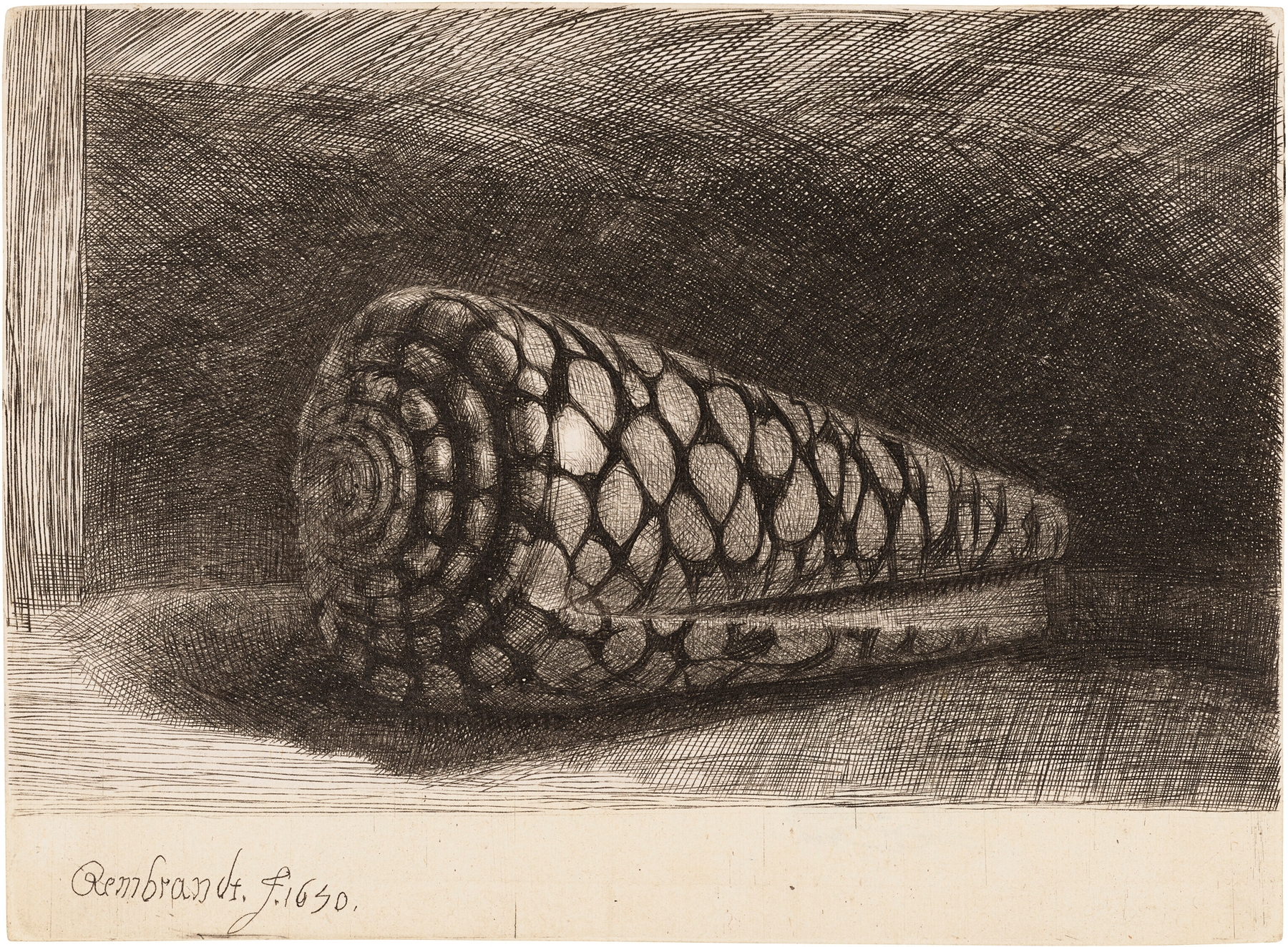 The Shell (Conus Marmoreus) (1650)