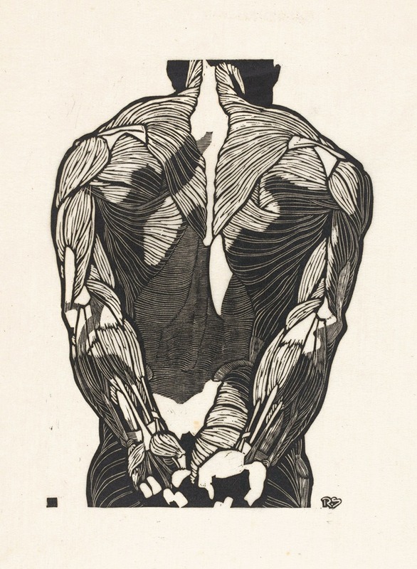 Reijer Stolk - Anatomische studie van de rugspieren van een man