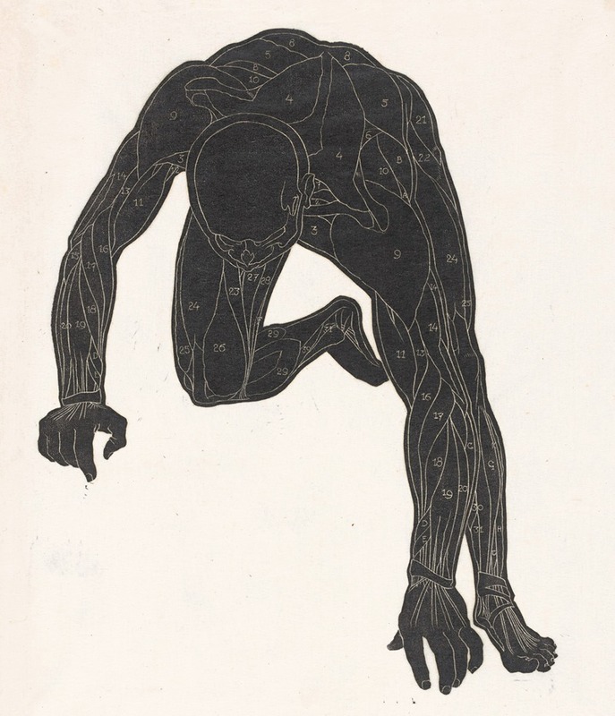 Reijer Stolk - Anatomische studie van de hals-, arm- en beenspieren van een man in silhouet