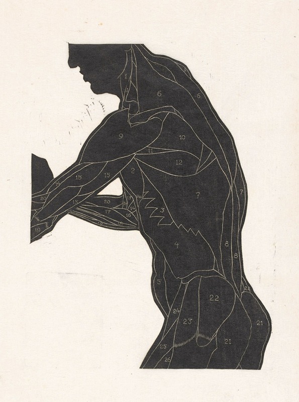 Reijer Stolk - Anatomische studie van de zij- en armspieren van een man in silhouet